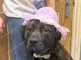 Bullmastiff cross needs a new home