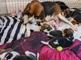 Beautiful healthy beagle puppies