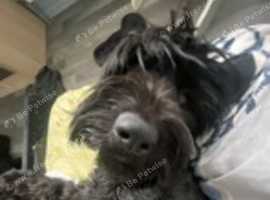 Black Russian Terrier mix