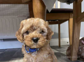 Merle cavapoo for clearance sale