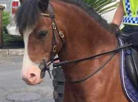 Welsh sec c, 6yrs, 12.3hh