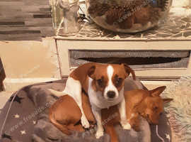 Beautiful family dog