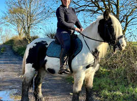 Cob gelding happy hacker super safe