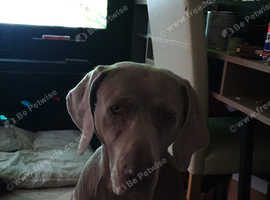 Dog for sale