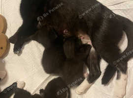 Stunning Siamese & Domestic Kittens