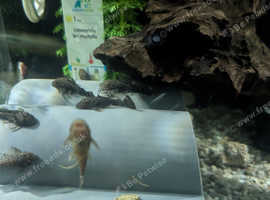 Bristlenose pleco's