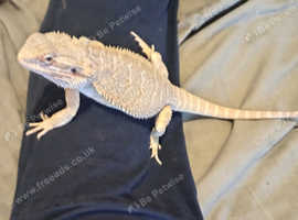 Breaded dragon