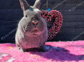 Peter the purebred holicer is still looking for his new home