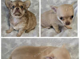 KC smooth coat and long coat puppies