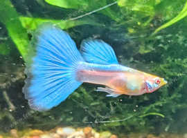 High quality True lines Guppy Pairs collect or delivered