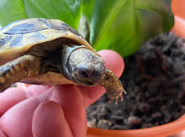 Hermann's Garden Tortoises in Chepstow £99.95 Nationwide UK Delivery Available.