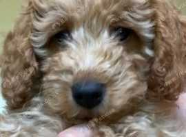 Gorgeous Cavapoo puppy