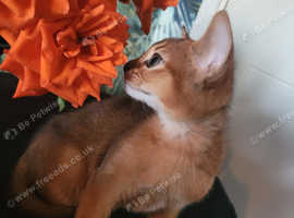 Gorgeous kitten for sale