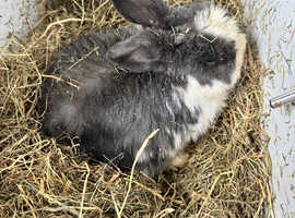 Dutch rabbit age 3