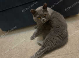 British blue kittens
