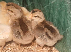 Female creamlegbar chick's x2