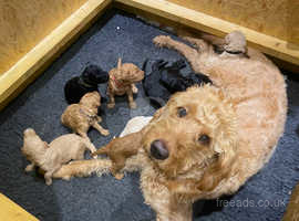 Gorgeous labradoodles best sale