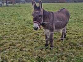Donkeys for Sale - Must Go Together