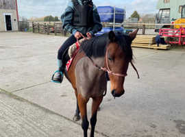 12h British riding pony mare