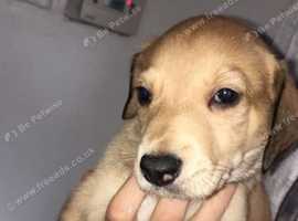 Lurcher In Southend On Sea Pets For Sale Rehome Freeads