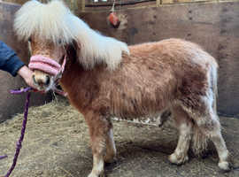 Quality American miniature horse