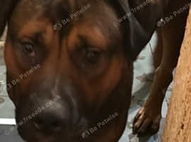 Belgium malinoi X British bulldog