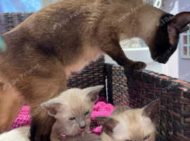 Siamese Kittens Pedigree GCCF registered