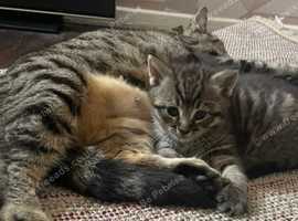 Mixed bengal READY NOW!!