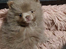 REDUCED Pomeranian Puppy's (Champion Bloodline)