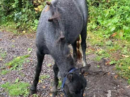 Shetland x yearling filly