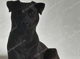 Dog for sale