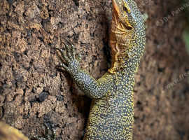 Mangrove Monitor