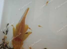 Common + Albino plecos available