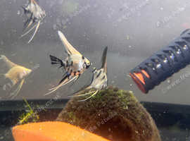 Angelfish