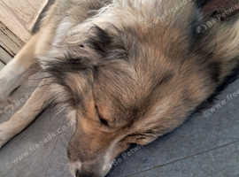Caucasian shepherd