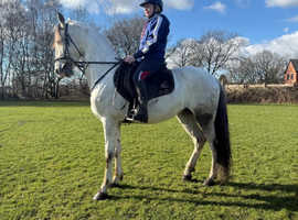 REDUCED Beautiful Andalusian Gelding