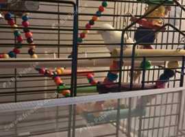 *WHITE CANARY AND GREEN CANARY FOR SALE*