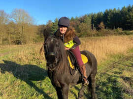 Stunning Registered Fell Pony Mare