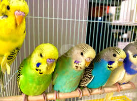 Fancy Mutation Baby Budgies - ready to leave  Please read carefully:  I have some really nice Fancy Mutation Baby Budgies - Males and Females  ** Pric
