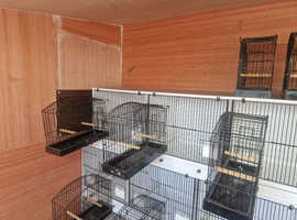 Canary training cages