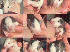 Baby rats for sale, ready to go 25th may