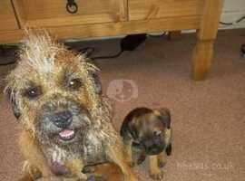 Border terriers for sale sales north east