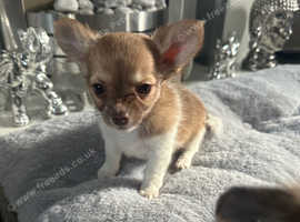 Baby long haired chihuahuas
