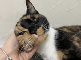 URGENT REHOMING - REGISTERED female kitten for rehoming