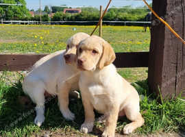 Female health checked Labradors retreivers ready to leave.