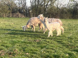 Alpacas