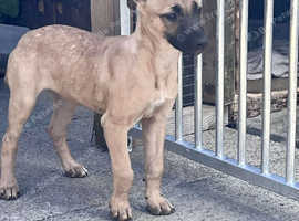 Lurcher puppy