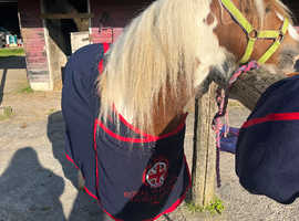 13.1h red and white coloured cob