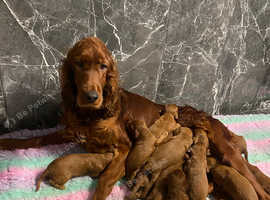 Older red setters fashion for rehoming