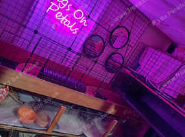 Pigs On Petals Hotel - Guinea Pig Boarding